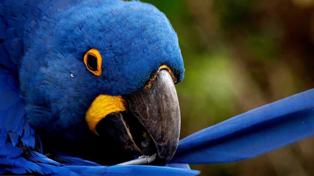 blue_parrot-wallpaper-3554x1999